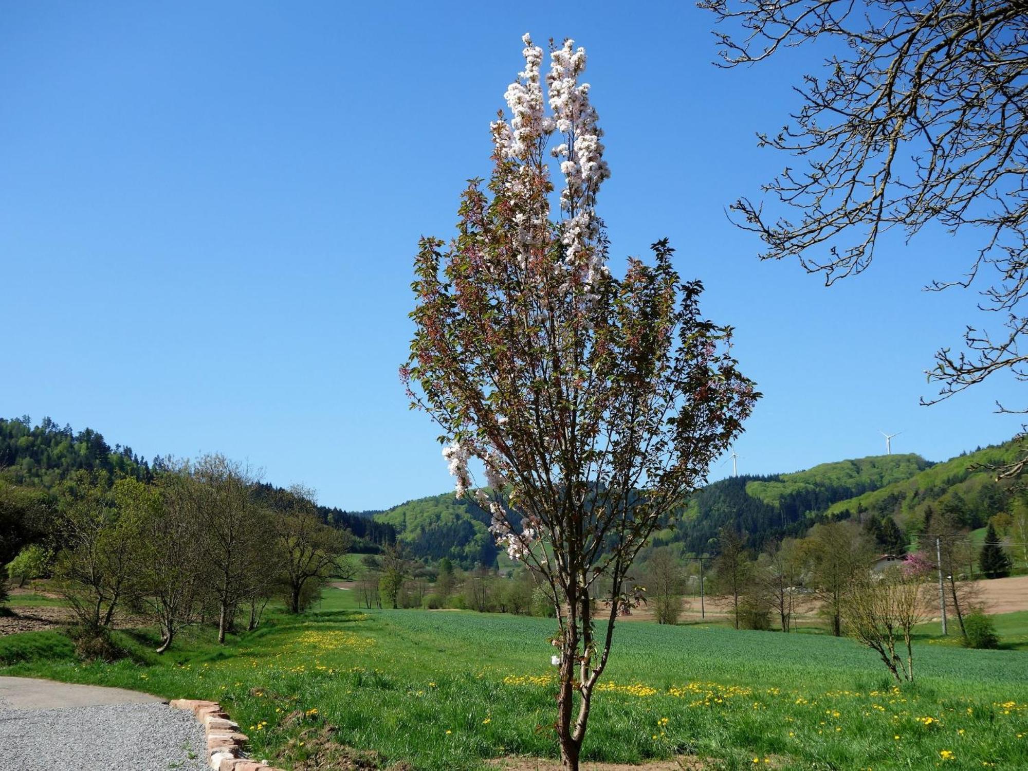 Ferienwohnungen Braun Seelbach  Exteriér fotografie