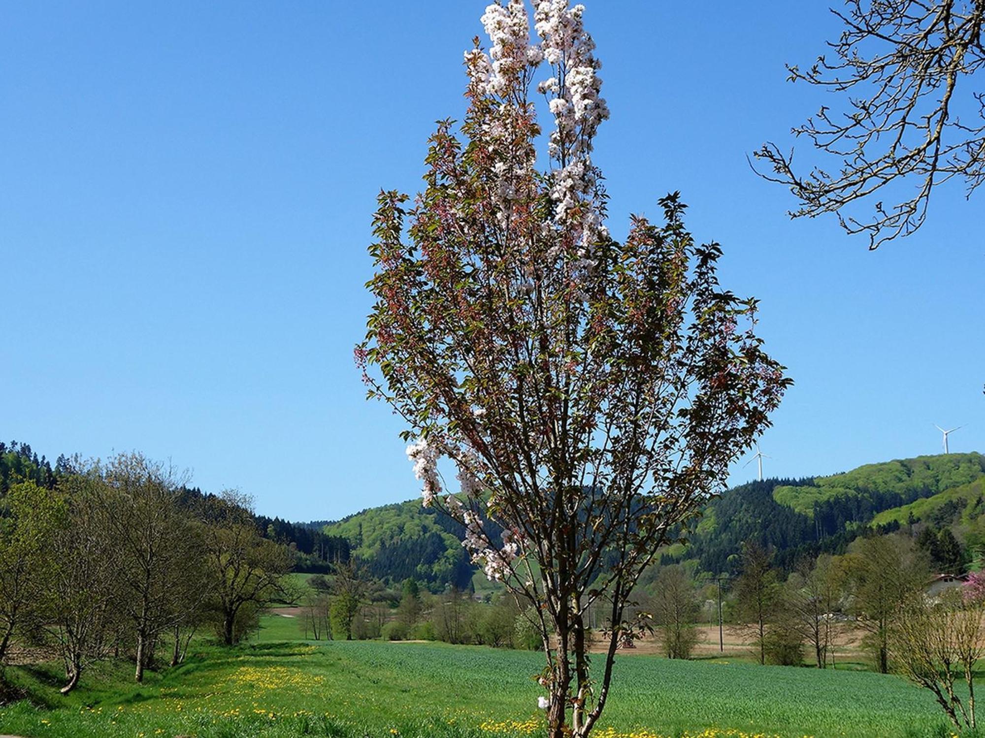 Ferienwohnungen Braun Seelbach  Exteriér fotografie